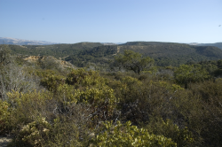 Ceanothus shown growing with chamise (Adenostoma fasciculatum var. fasciculatum), Eastwood’s goldenbush (Ericameria fasciculata), mock heather (Ericameria ericoides), and Monterey manzanita (Arctostaphylos montereyensis) at Fort Ord © 2007 Dylan Neubauer. 